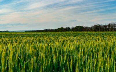 Miksi edunvalvonnassa on uudistuttava? Miksi siihen tarvitaan uutta otetta?
