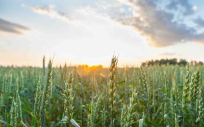 Onnellisen ruuan maa – mutta miten?